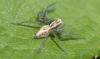 Oxyopes sp.